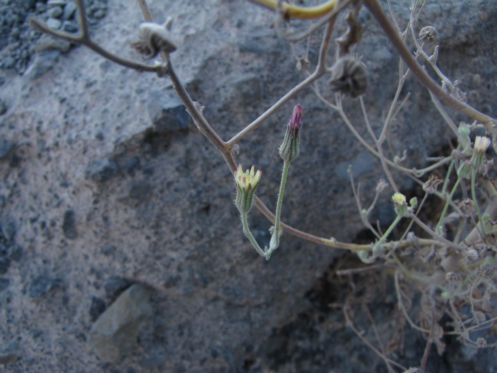 asteracea isola vulcano